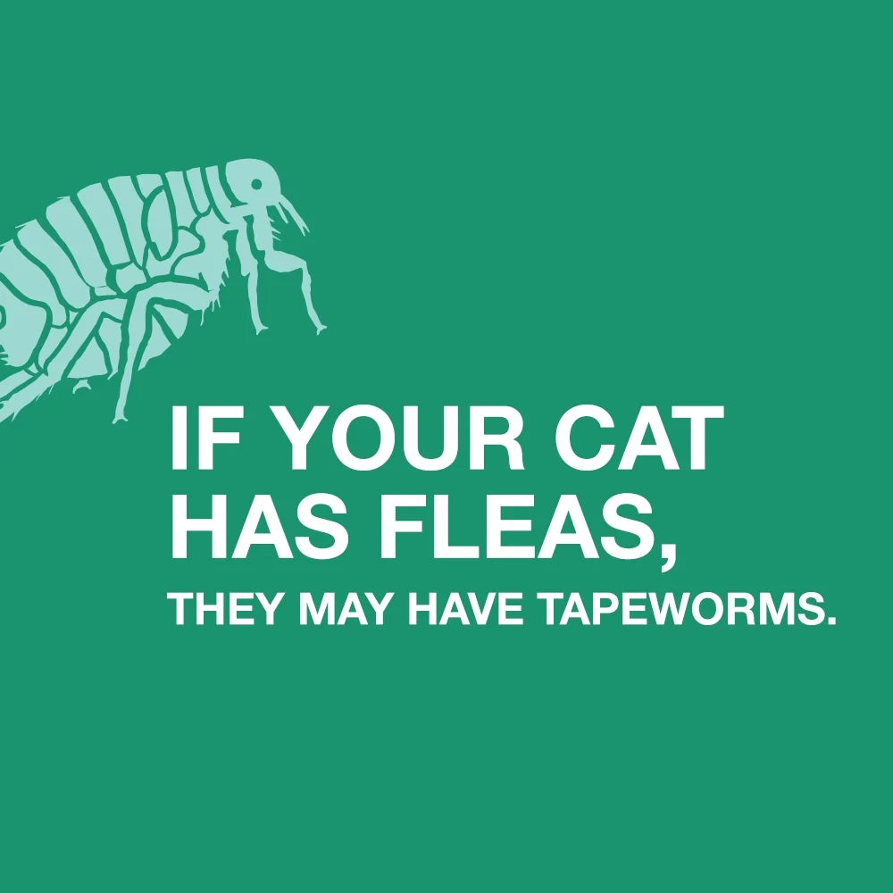(4 Pack) Elanco Tapeworm Removal Dewormer for Cats, 3 Tablets Praziquantel