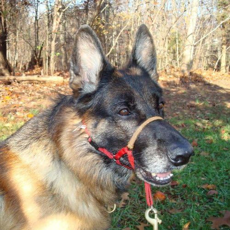 Comfort Trainer Head Halter, Tan Size 3